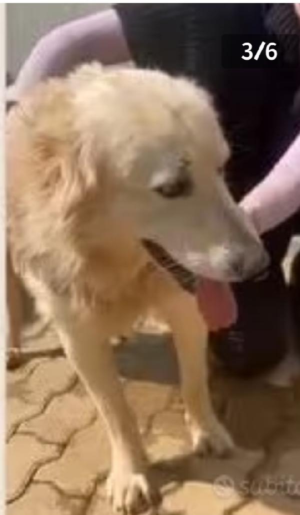 Mix Golden 7anni ENTRATO IN CANILE A 3MESI! CALABRIA Foto 4